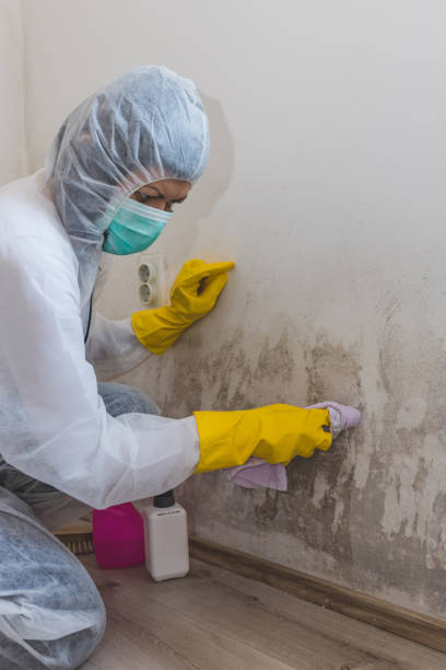 Best Mold-Related Health Consultation  in Mountain Home, NC